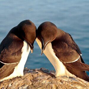 Meet your Posher, Pamela